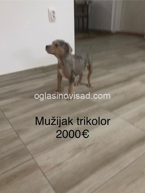 4 pitbul MS1125