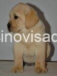 3  labradorV1125