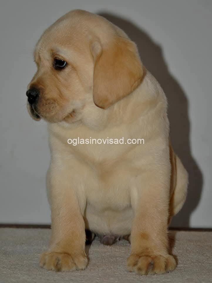 3  labradorV1125