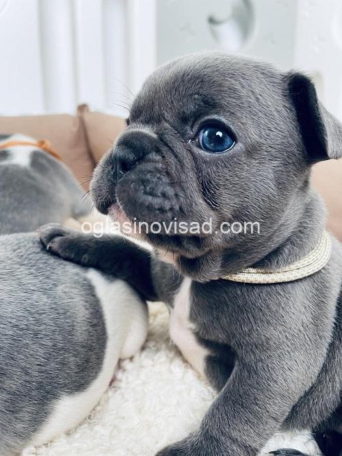1  francuski buldog  N1025
