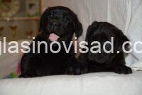 4 labradorV1125