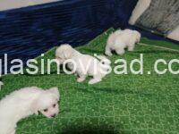 3  maltezerM1125