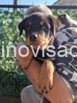 rott2