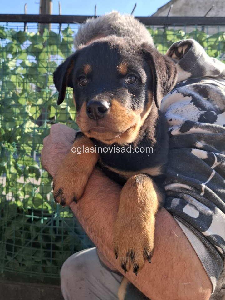 rott2