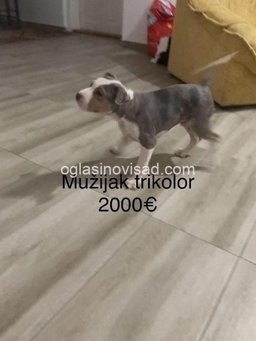3 pitbul MS1125