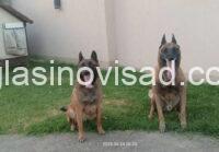 amali6