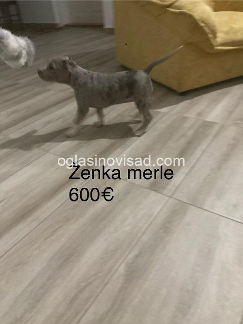2 pitbul MS1125