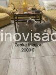 1 pitbul MS1125