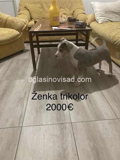 1 pitbul MS1125