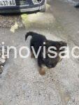 2 nemacki ovcarZ1125