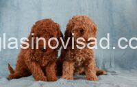 1 pudlaLN1125