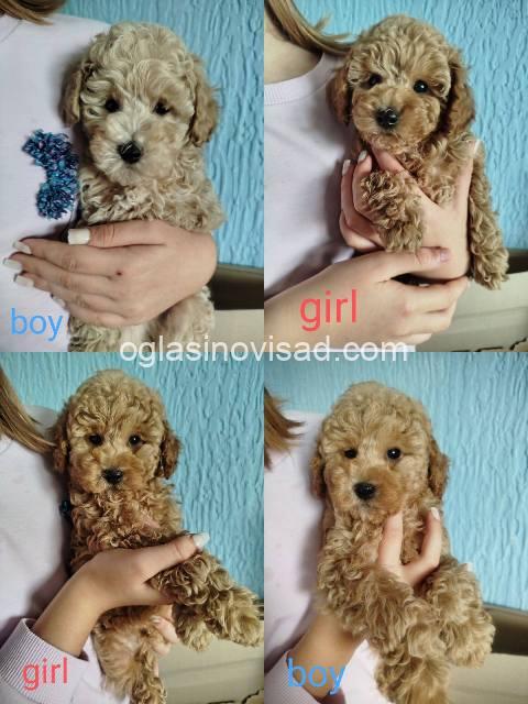 toy pudle 05