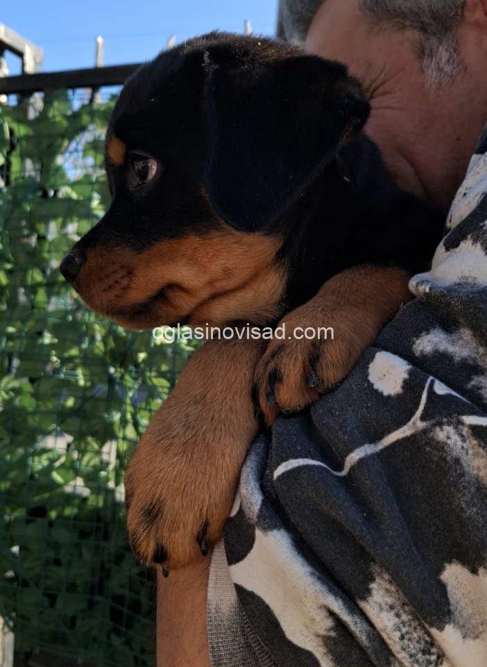 rott4