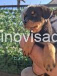 rott1