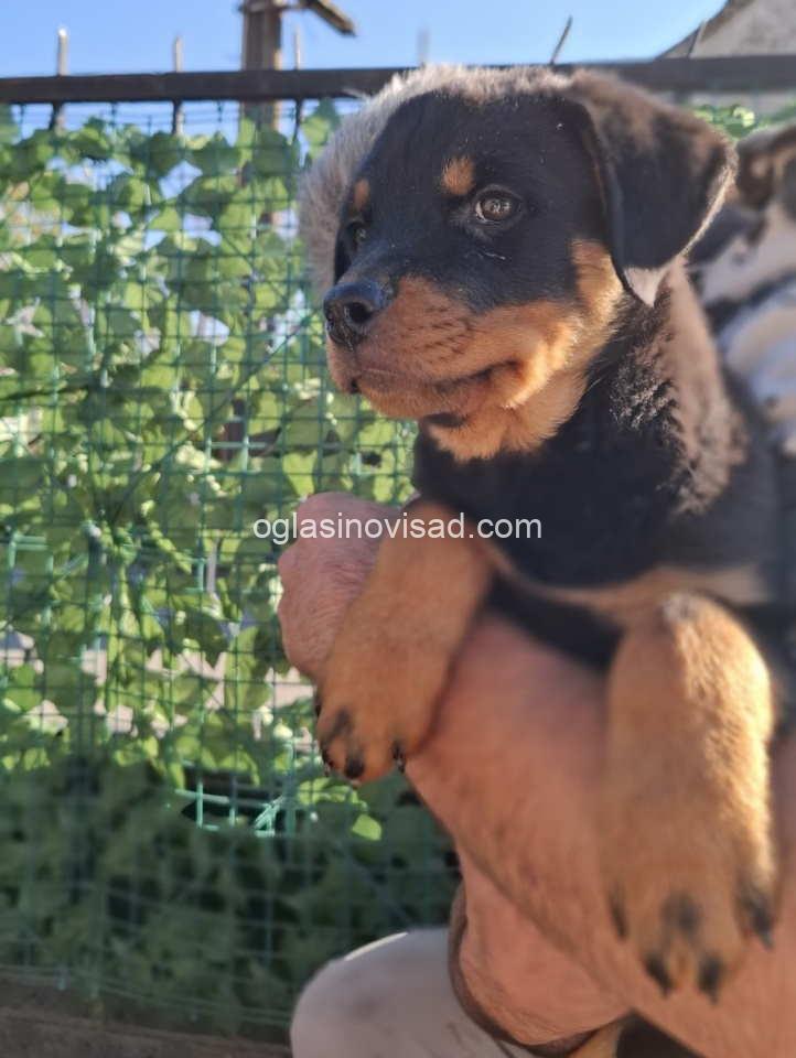 rott1