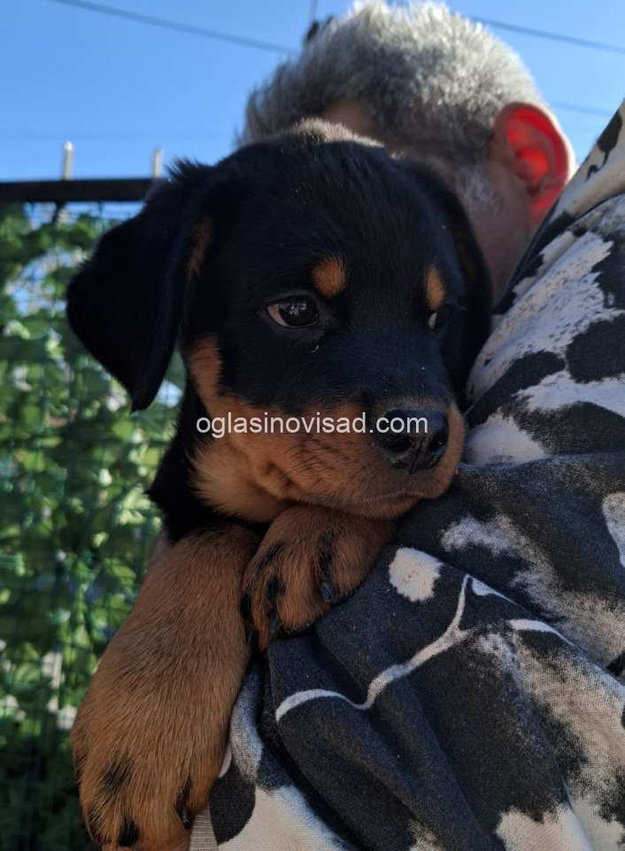 rott3