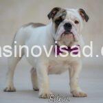 3 enbuldogLj1125