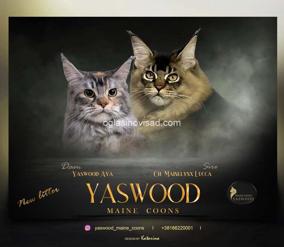 maine coons
