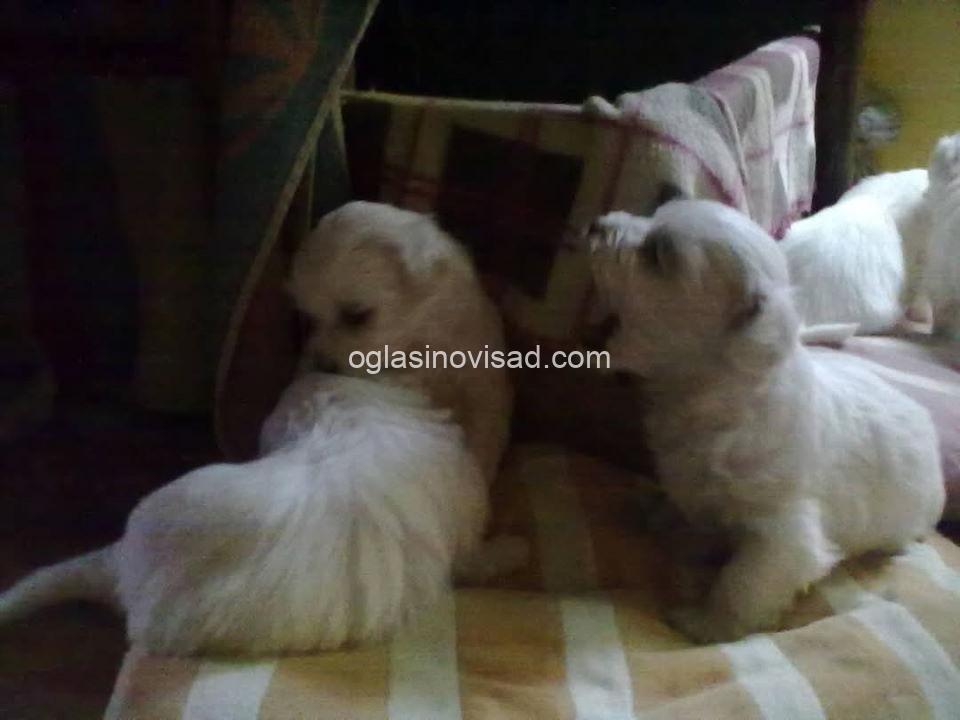 maltezer vagner3