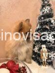 viber_image_2025-12-08_20-34-36-755