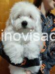 2 cotondetulearA1225