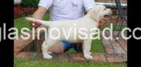 4 labrador ZS1225