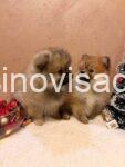 viber_image_2025-12-08_20-34-51-305