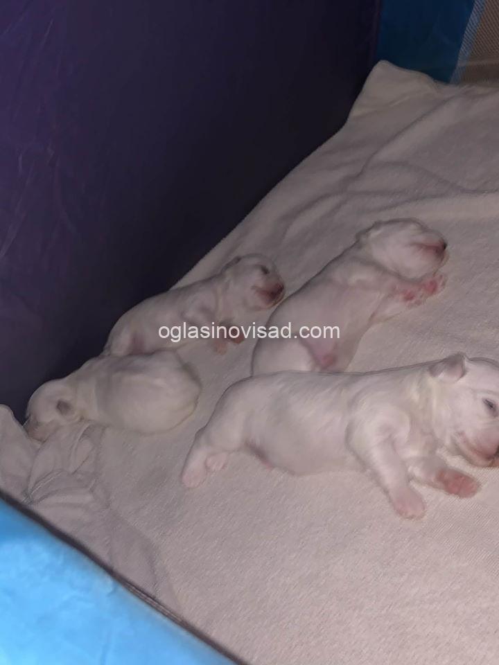 maltezer vagner2