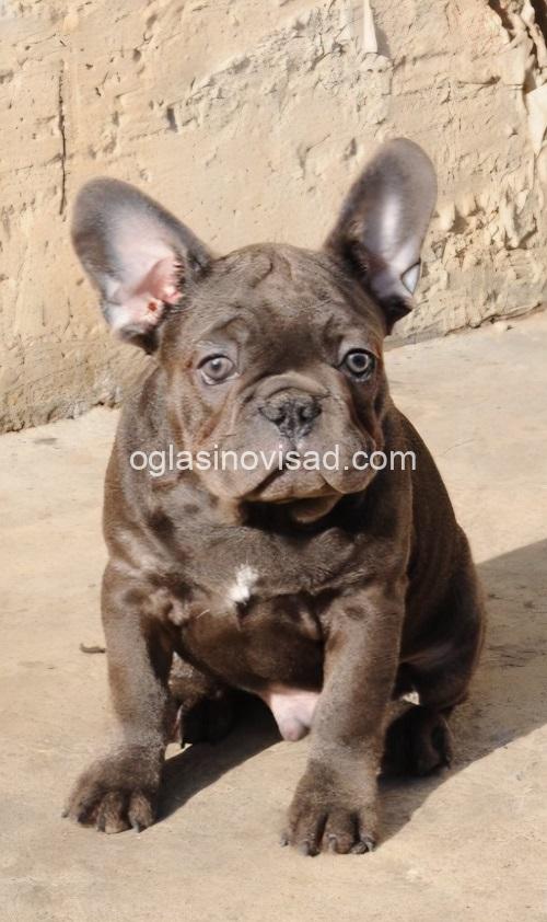 1 frbulldog1225