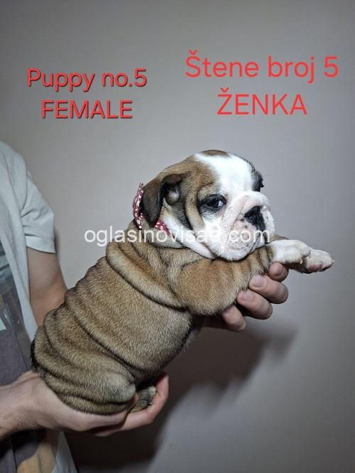 2  engleskibuldogSM1225