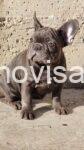 4 frbulldog1225
