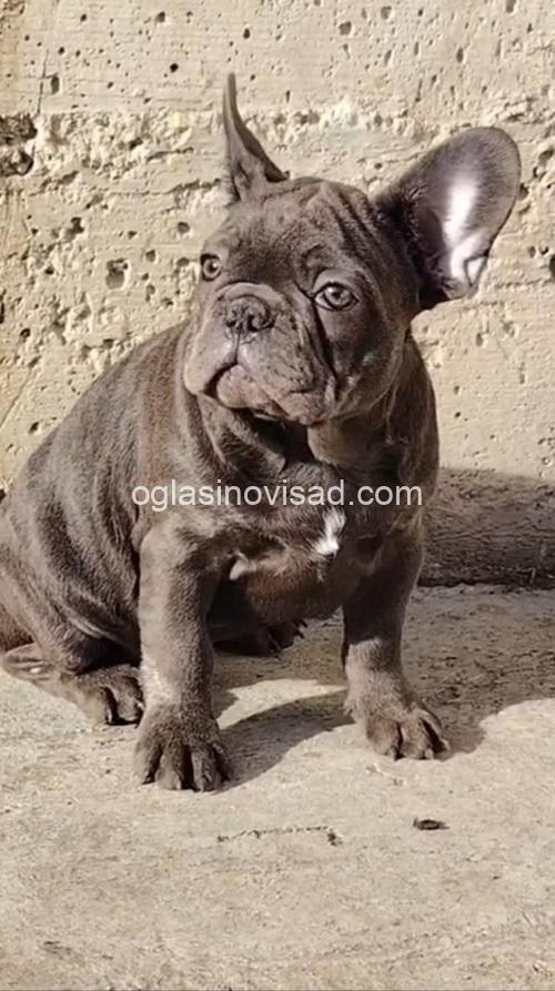 4 frbulldog1225