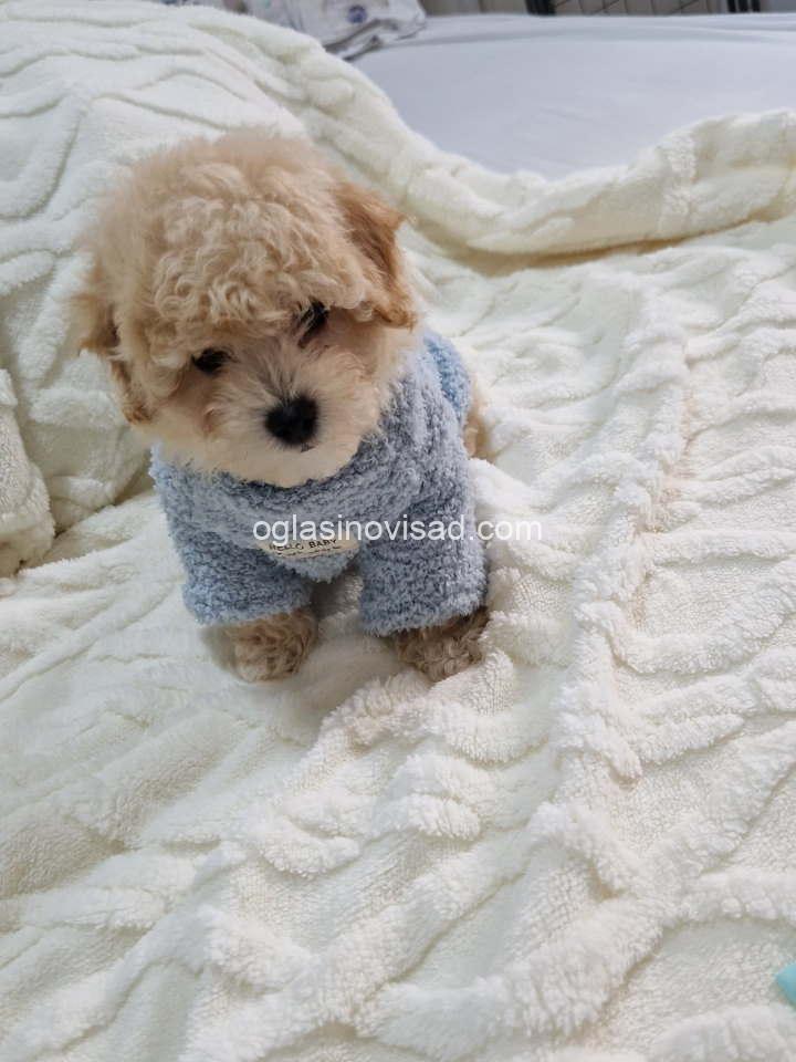 ama5
