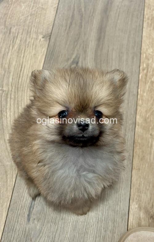 1 pomeranacN1225