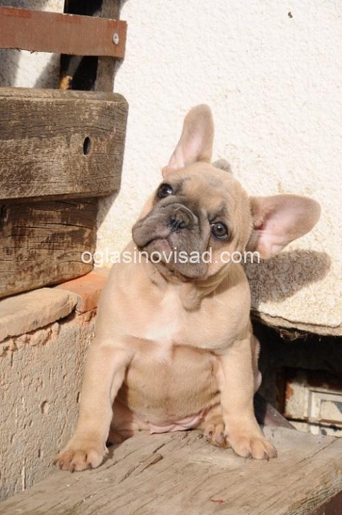 2 frbulldog1225