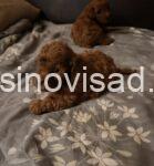 3 pudlaSM1225