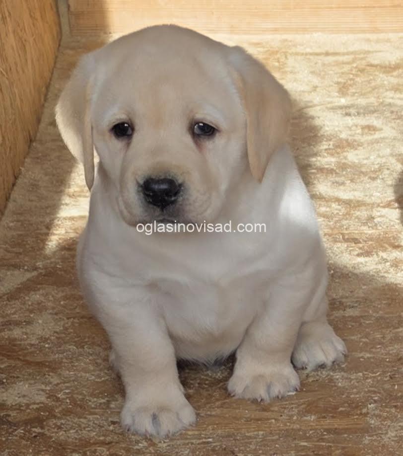 1 labradorSM1225