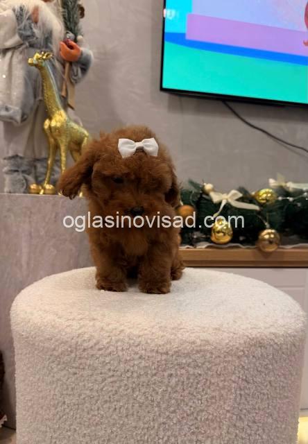 toy pudla 11