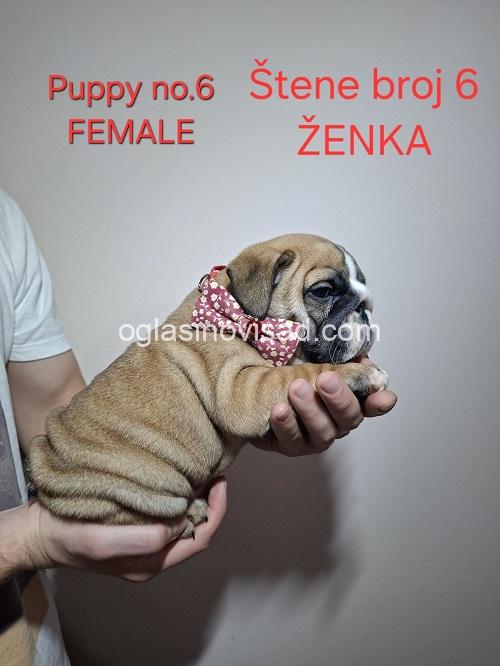 1  engleskibuldogSM1225