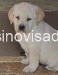 2 labradorSM1225