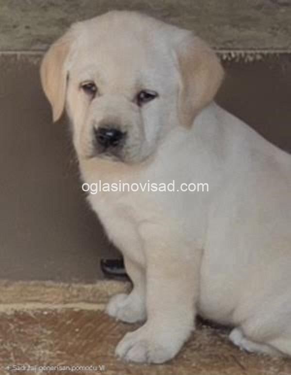 2 labradorSM1225