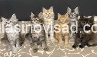 maine coon2