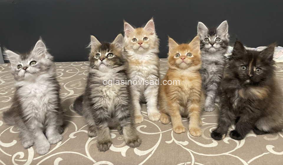 maine coon2