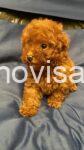 1,viber_slika_2025-06-24_14-21-32-387