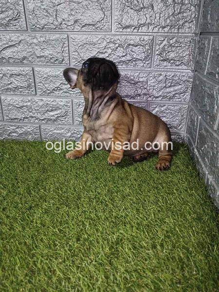 5 frbuldogLjR1225