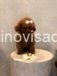 toy pudla 02