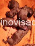 4 pudlaSM1225