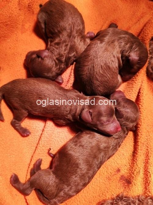 4 pudlaSM1225