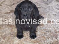 3 labradorSM1225