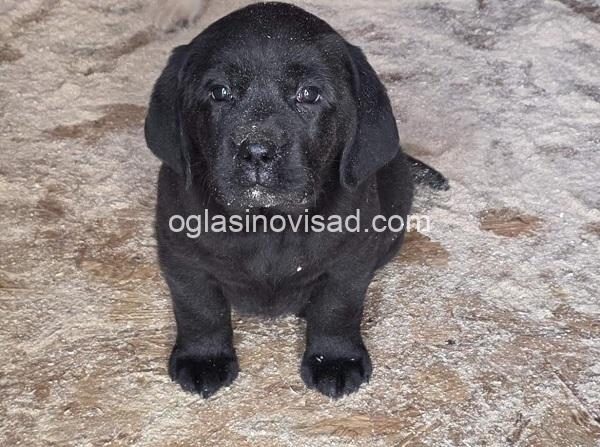 3 labradorSM1225